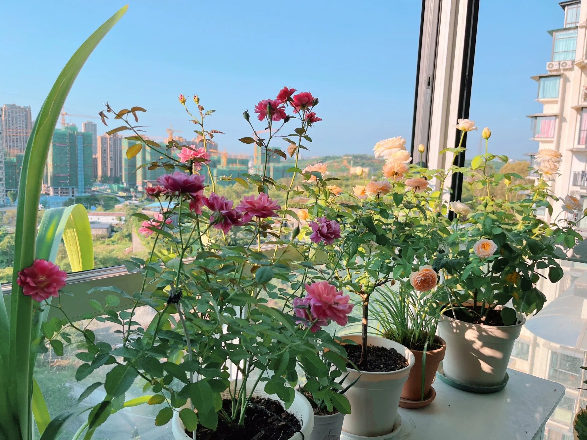 Khu vườn ban công của chàng trai gen Z khiến các chị em cũng phải ghen tị- Ảnh 5.