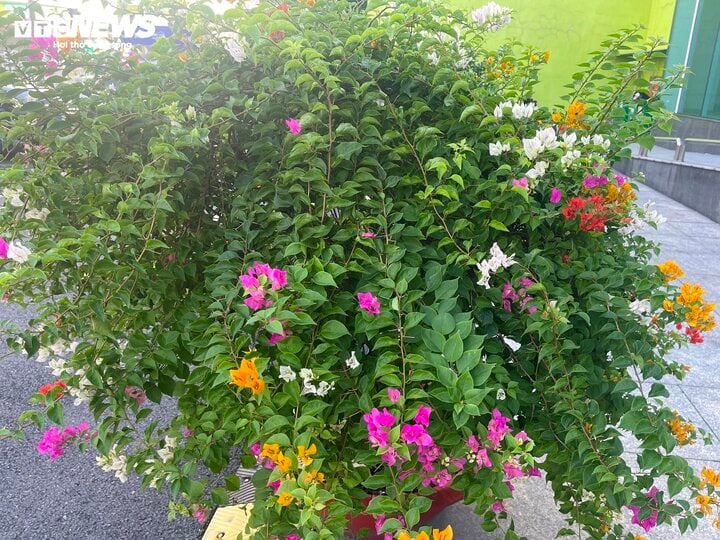Có nên trồng cây hoa giấy trước nhà?