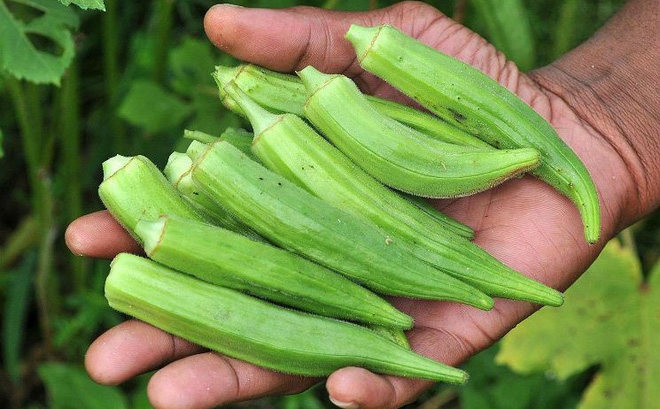 Thực hư công dụng chữa bệnh xương khớp bằng quả đậu bắp, đây mới là giá trị thực!