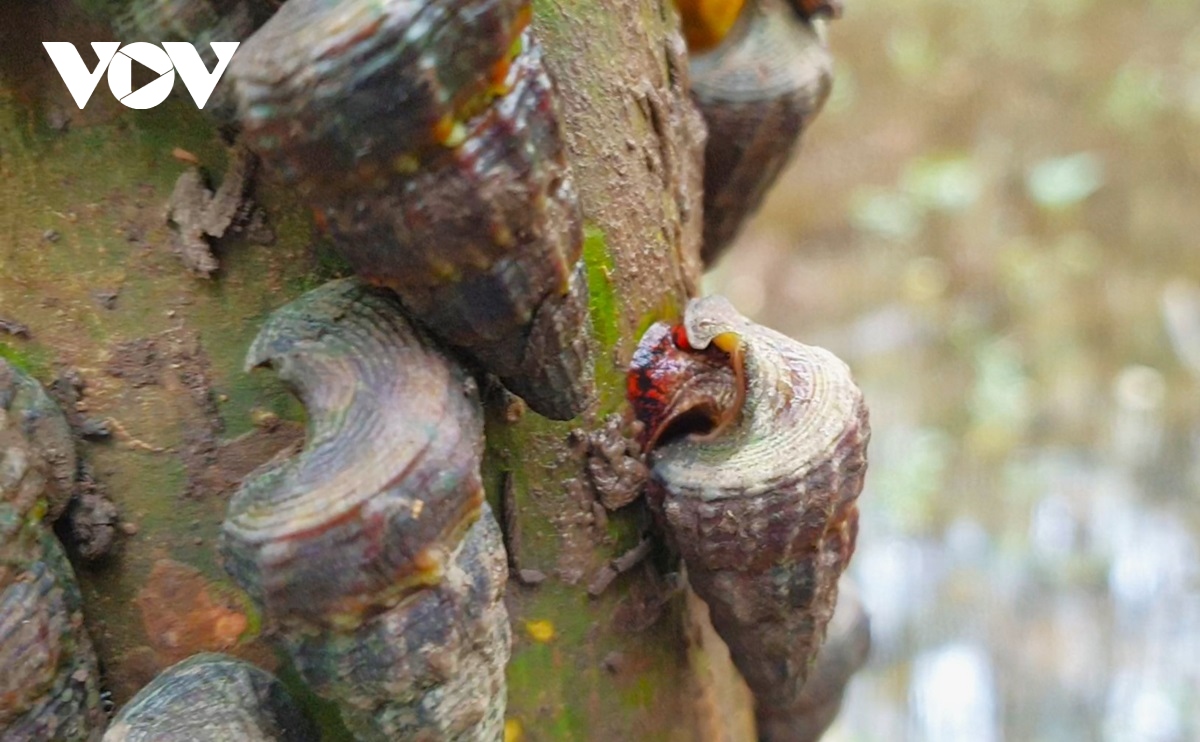 Người dân Cà Mau nuôi loại ốc leo cây, bán trăm ngàn mỗi kg - Ảnh 4.