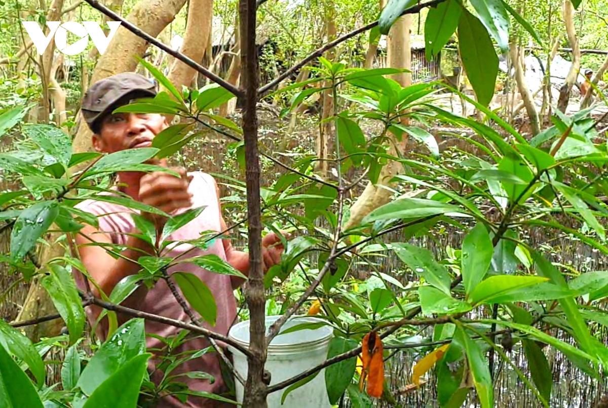 Người dân Cà Mau nuôi loại ốc leo cây, bán trăm ngàn mỗi kg - Ảnh 5.