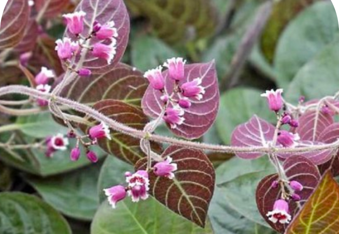 Loại lá được ví như 'kháng sinh' giúp kháng viêm dạ dày, đường ruột cực tốt, ai có bệnh này nên áp dụng ngay - Ảnh 2.