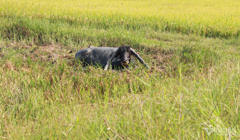 Sở hữu con trâu có cặp sừng kỳ lạ, lão nông Long An 20 năm ‘hái ra tiền’ - Ảnh 1.