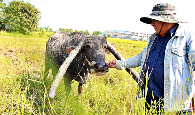 Sở hữu con trâu có cặp sừng kỳ lạ, lão nông Long An 20 năm ‘hái ra tiền’ - Ảnh 4.