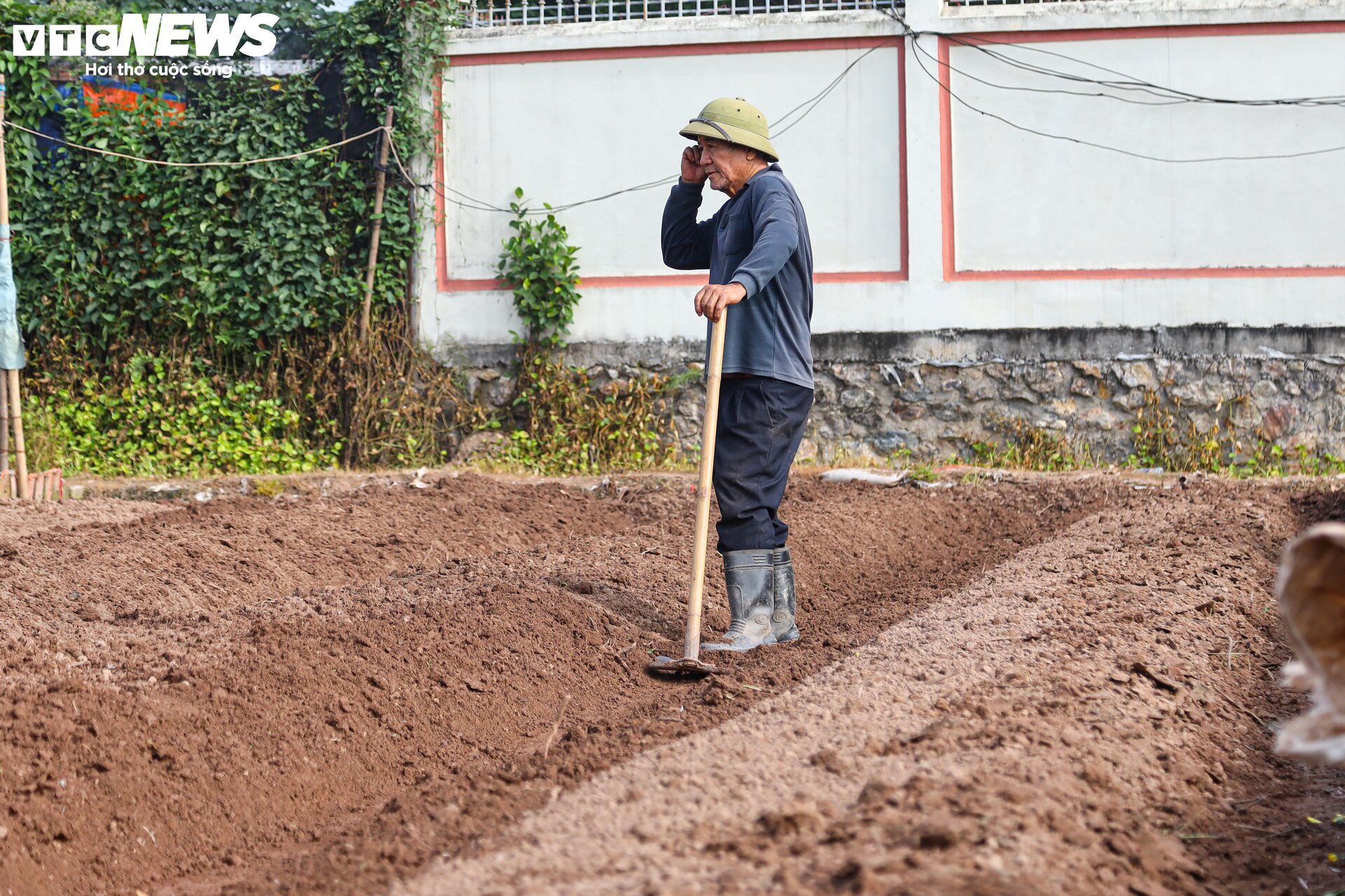 Giá rớt thảm ngay sát vụ Tết, hoa cúc Tây Tựu bị bỏ đầy đồng - Ảnh 4.