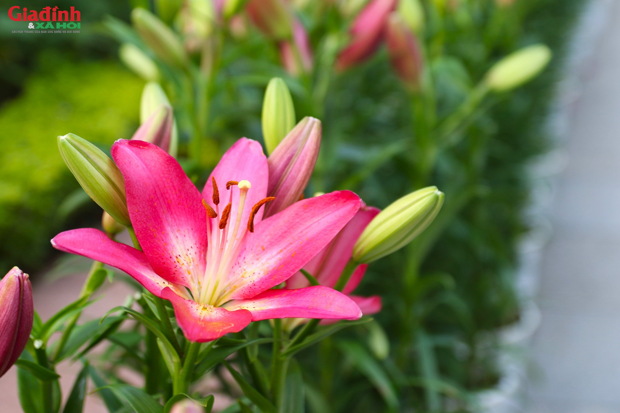 Người dân thích thú chiêm ngưỡng hơn 60.000 gốc hoa mới được trưng bày tại công viên Thống Nhất - Ảnh 7.