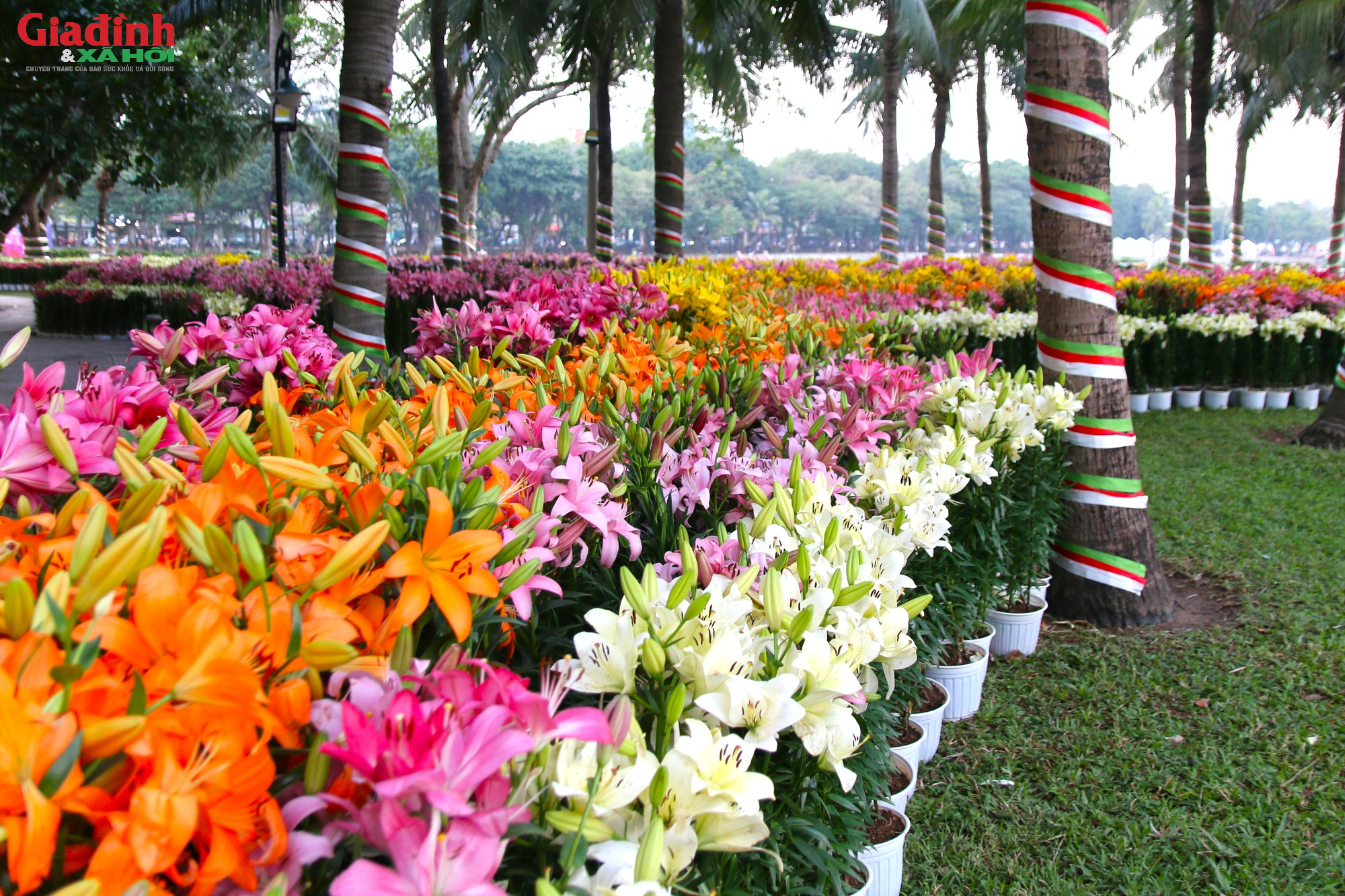 Người dân thích thú chiêm ngưỡng hơn 60.000 gốc hoa mới được trưng bày tại công viên Thống Nhất - Ảnh 8.