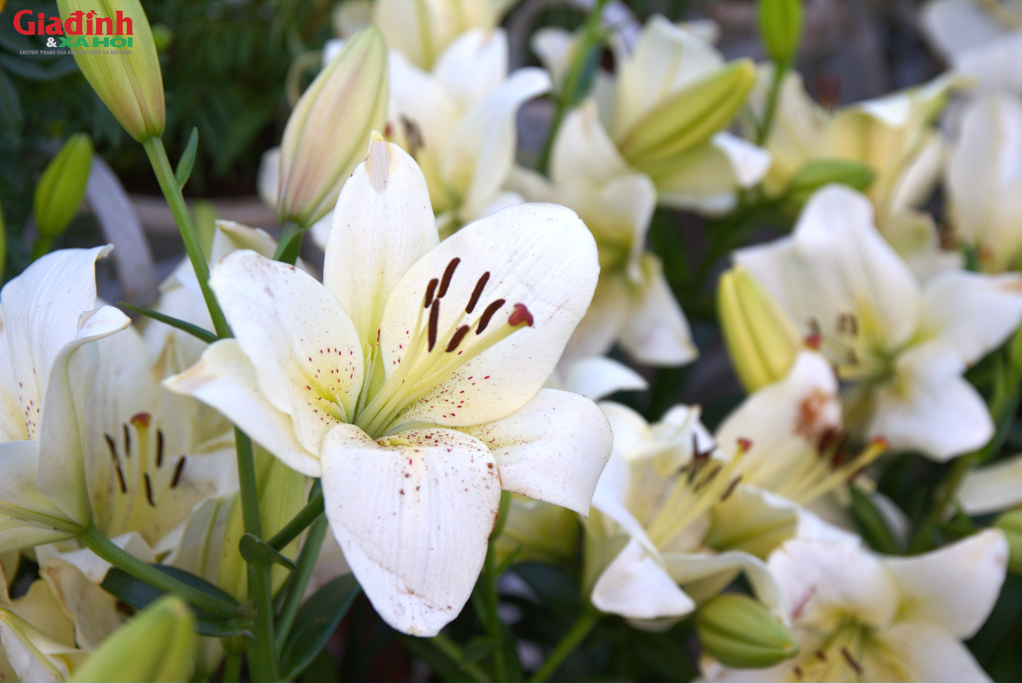 Người dân thích thú chiêm ngưỡng hơn 60.000 gốc hoa mới được trưng bày tại công viên Thống Nhất - Ảnh 11.
