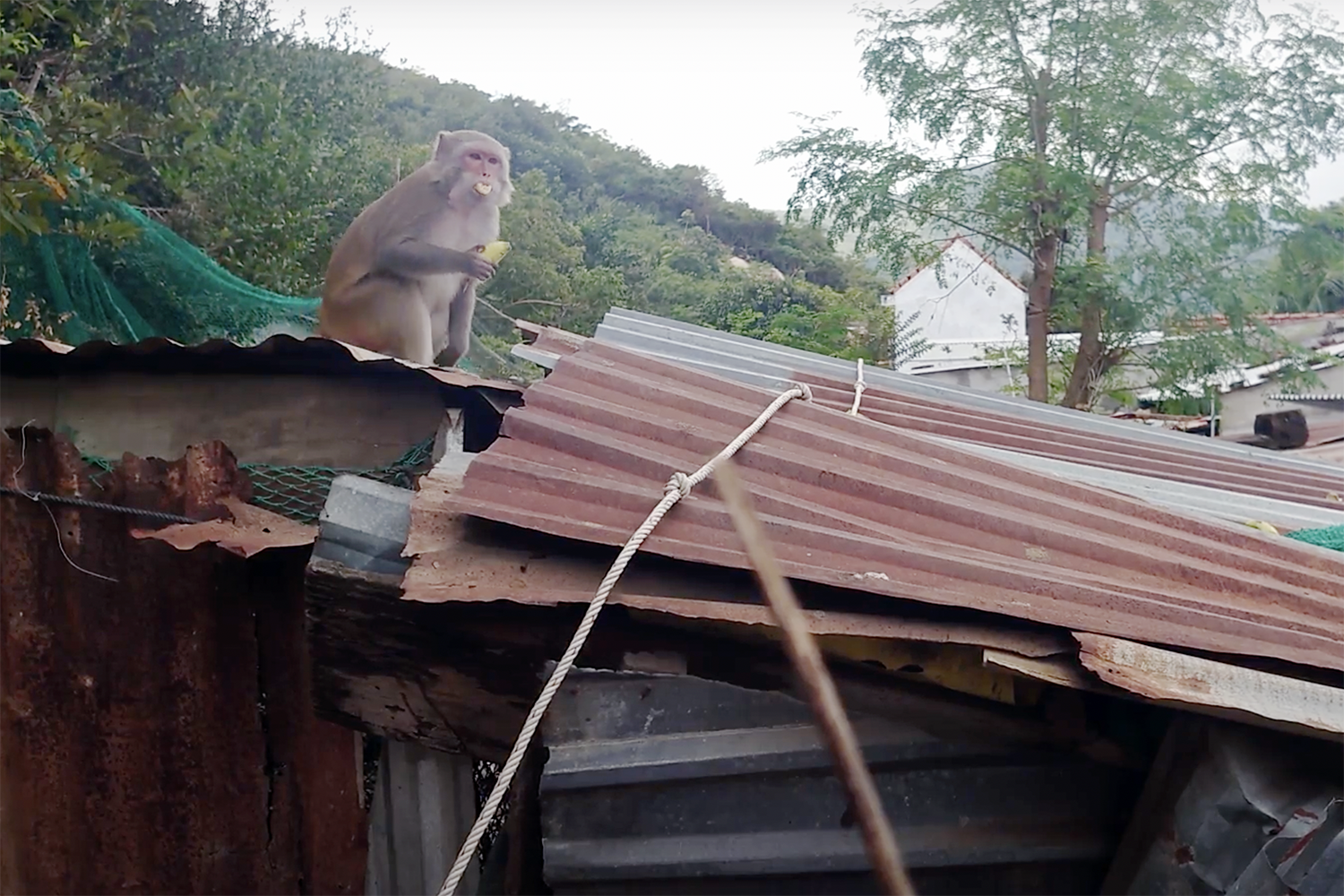 Đàn khỉ 200 con quấy phá người dân ở Khánh Hòa - Ảnh 1.
