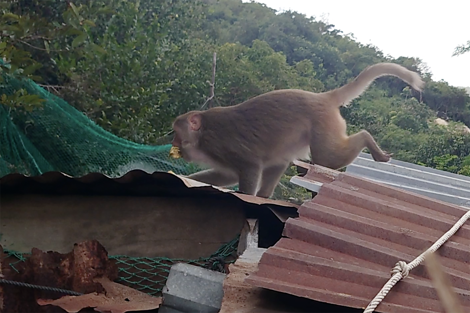 Đàn khỉ 200 con quấy phá người dân ở Khánh Hòa - Ảnh 2.