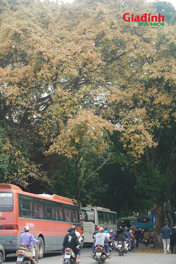Cây thay lá giữa Xuân Hà Nội, giới trẻ thi nhau 'check-in' trên phố dải đầy lá vàng - Ảnh 2.