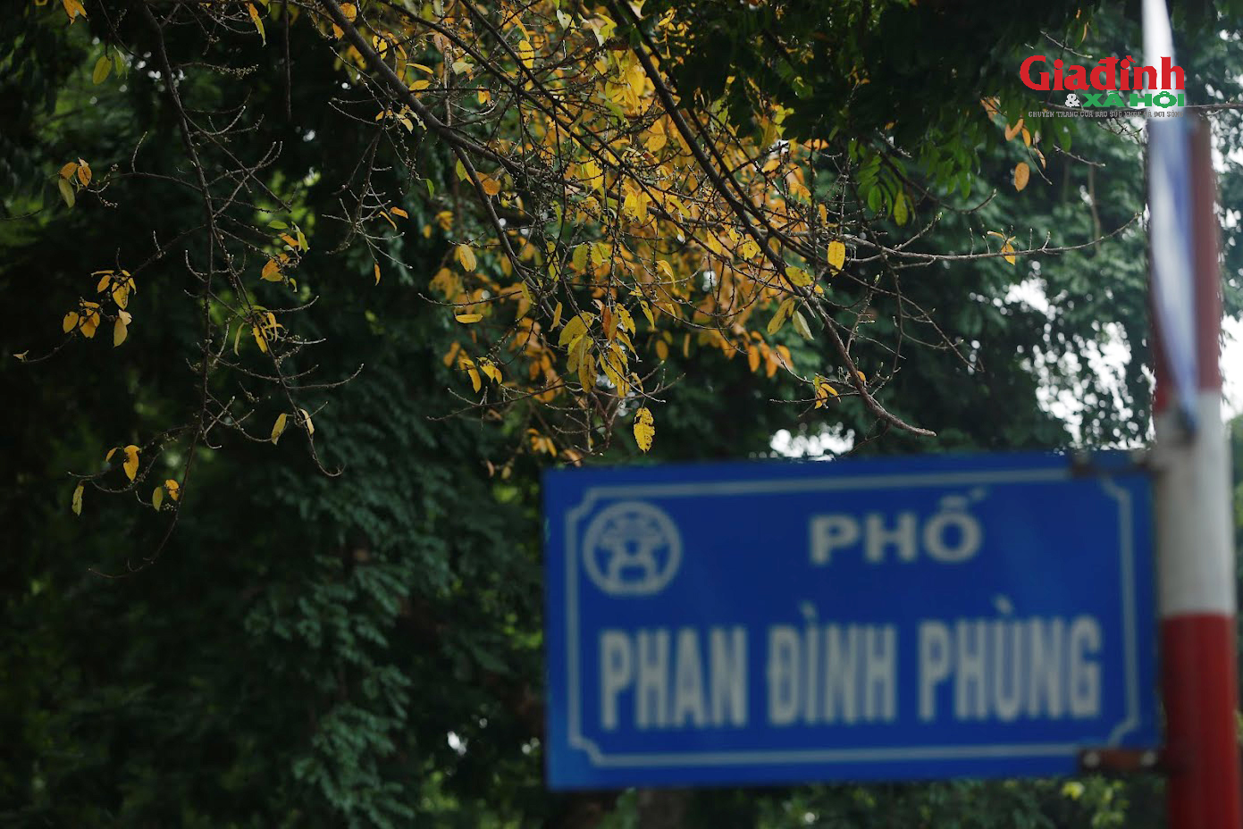 Cây thay lá giữa Xuân Hà Nội, giới trẻ thi nhau 'check-in' trên phố dải đầy lá vàng - Ảnh 3.