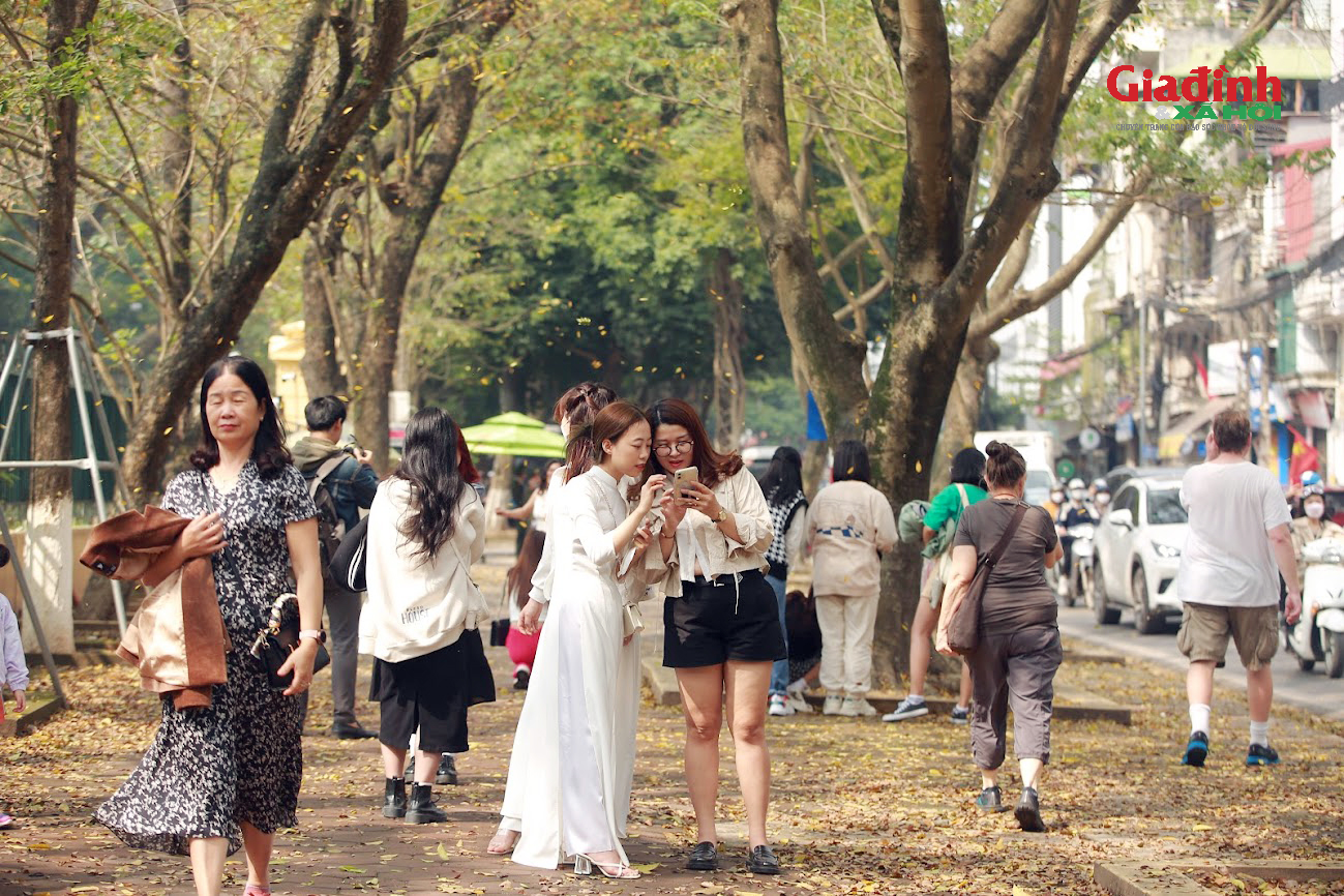 Cây thay lá giữa Xuân Hà Nội, giới trẻ thi nhau 'check-in' trên phố dải đầy lá vàng - Ảnh 5.