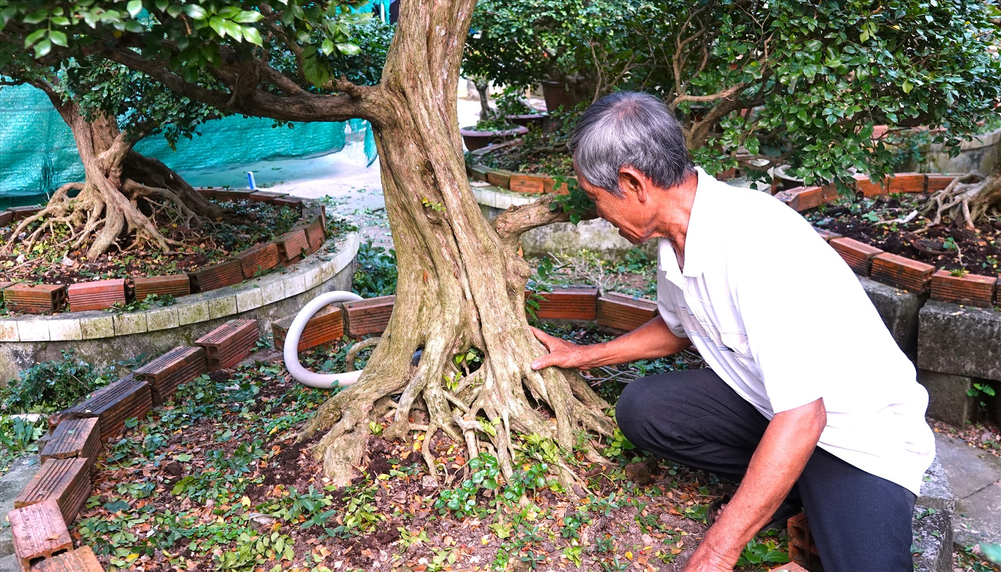 Khám phá vườn nguyệt quế &quot;tiền tỉ cũng không bán&quot; ở Cần Thơ - Ảnh 3.