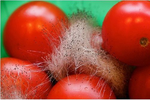 4 kiểu ăn cà chua gây phản tác dụng, dễ dẫn đến ngộ độc, thậm chí gây ung thư, nhiều người đang mắc phải mà không biết - Ảnh 3.