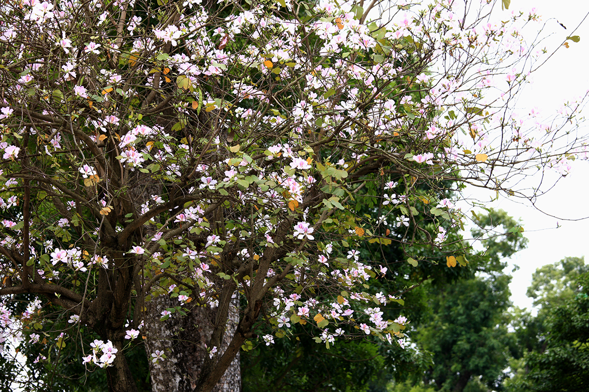 Ngắm vẻ đẹp tinh khôi của hoa ban trắng ngay giữa lòng Hà Nội - Ảnh 5.