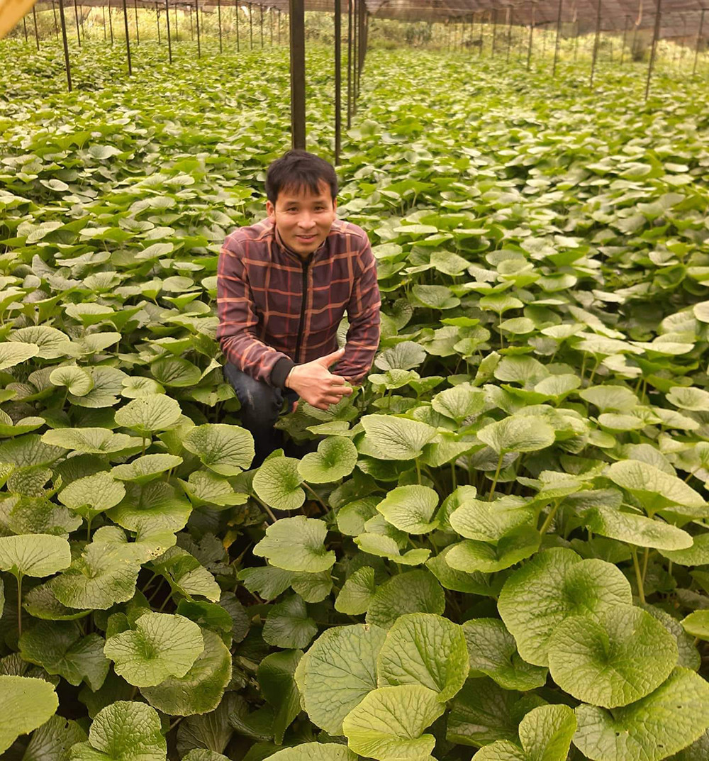 Trồng cây wasabi, anh 'nông dân' ở Đà Lạt nhổ củ bán 6 triệu đồng/kg - Ảnh 1.