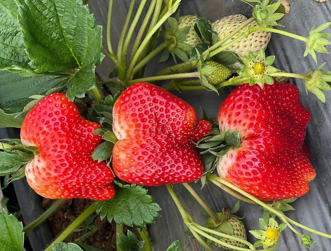 'B&oacute;c gi&aacute;' tr&aacute;i c&acirc;y Việt h&agrave;ng Vip: C&oacute; loại gi&aacute; v&agrave;i triệu mỗi tr&aacute;i, đắt ngang h&agrave;ng Nhật - Ảnh 1.