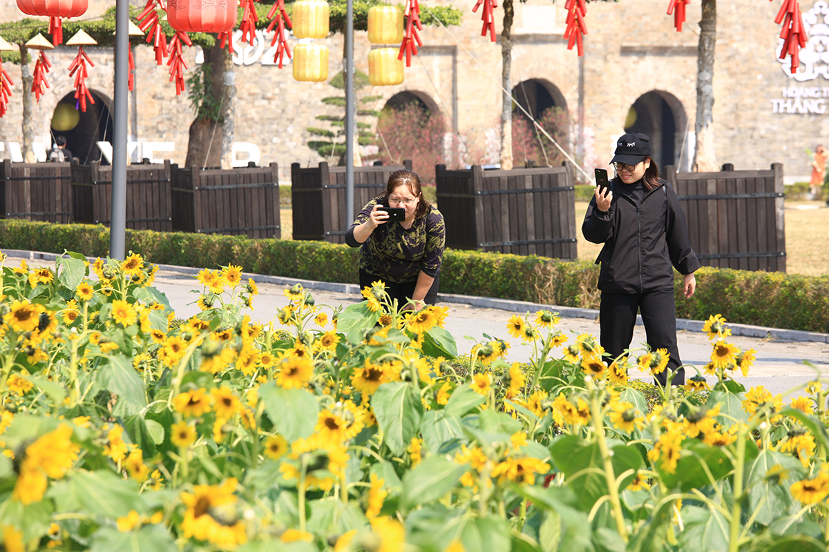 Du khách ngỡ ngàng trước vườn hoa hướng dương nằm ngay giữa trung tâm Hà Nội - Ảnh 6.