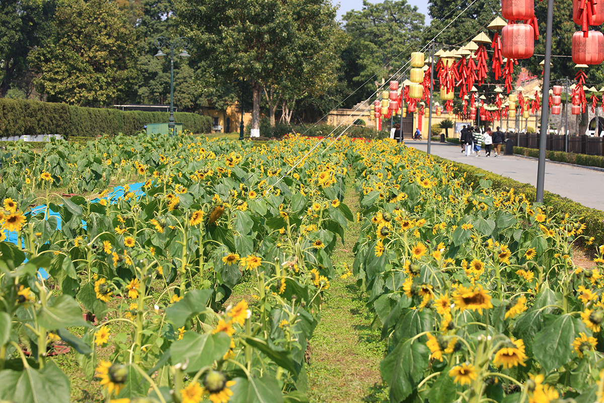 Du khách ngỡ ngàng trước vườn hoa hướng dương nằm ngay giữa trung tâm Hà Nội - Ảnh 1.