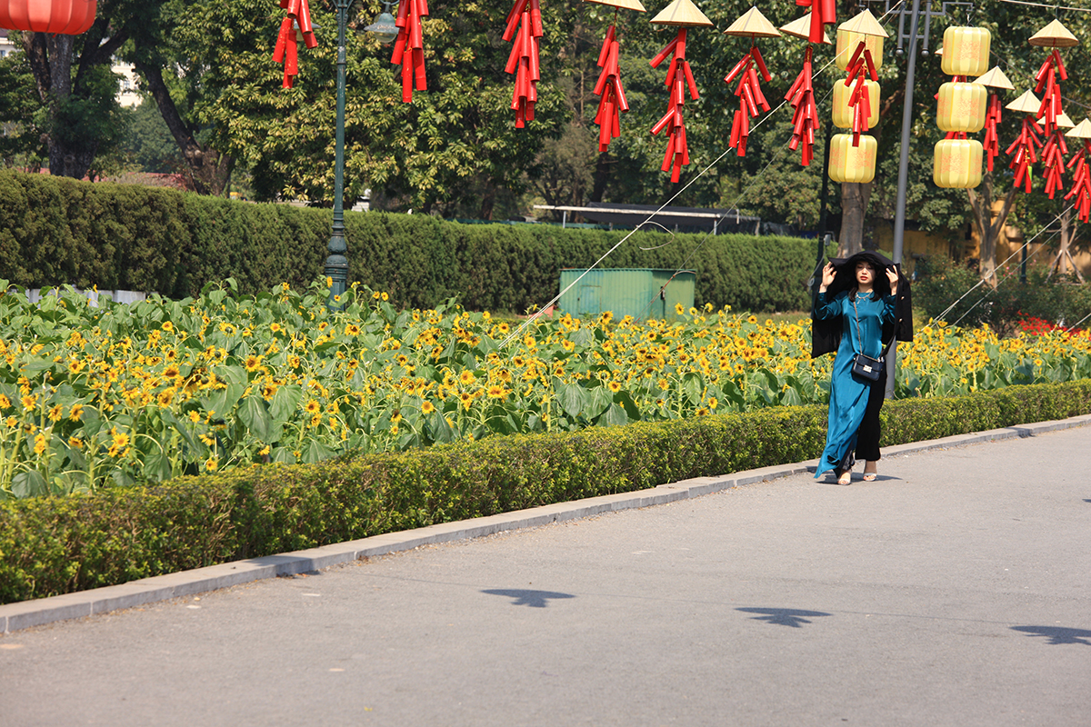 Du khách ngỡ ngàng trước vườn hoa hướng dương nằm ngay giữa trung tâm Hà Nội - Ảnh 10.