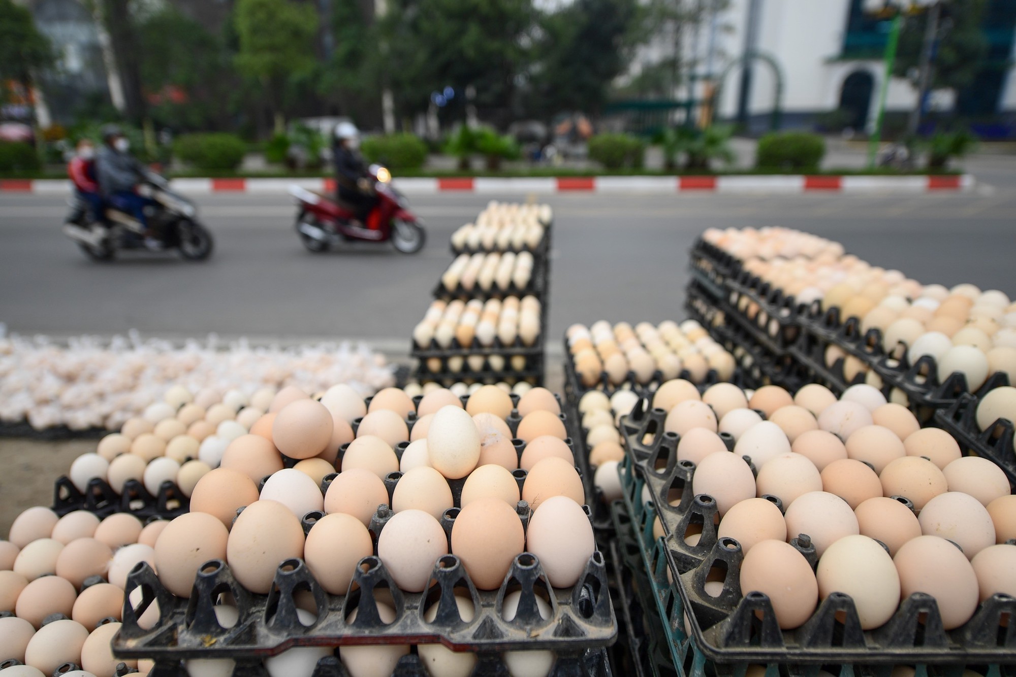 Chủ trang trại 2,5 vạn gà đẻ tiết lộ thời điểm giá trứng rẻ nhất năm - Ảnh 3.