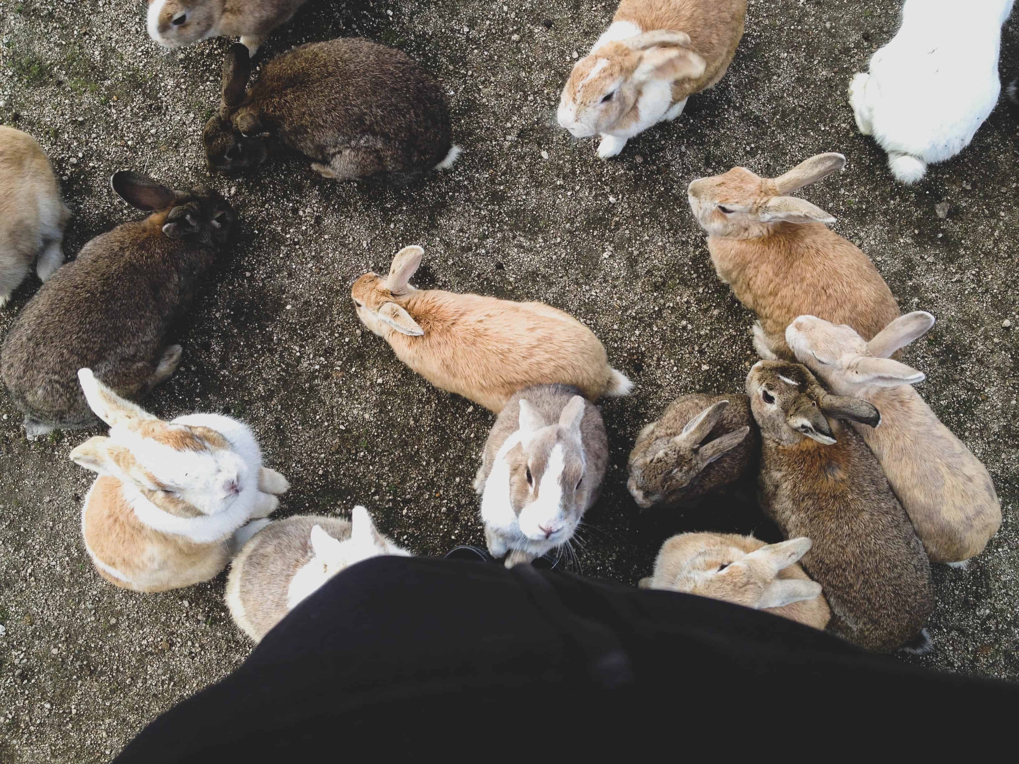 bunny-island-japan-1676628174952208629863-1676855969062-1676855969429773758715.jpg