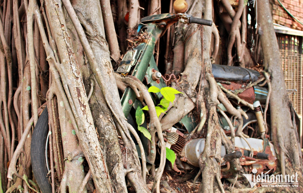 'B&aacute;u vật' trong rễ c&acirc;y si ở B&igrave;nh Dương, nhiều người sẵn s&agrave;ng trả tiền tỷ - Ảnh 3.