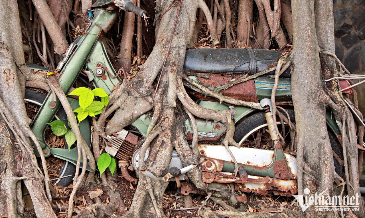'B&aacute;u vật' trong rễ c&acirc;y si ở B&igrave;nh Dương, nhiều người sẵn s&agrave;ng trả tiền tỷ - Ảnh 4.