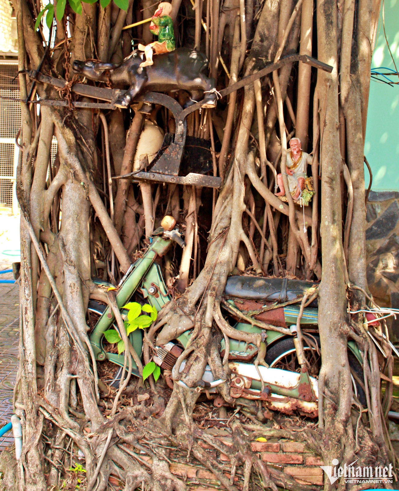 'B&aacute;u vật' trong rễ c&acirc;y si ở B&igrave;nh Dương, nhiều người sẵn s&agrave;ng trả tiền tỷ - Ảnh 1.