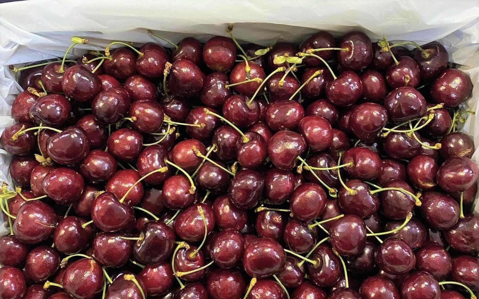 Quả cherry giàu dinh dưỡng vốn đắt đỏ thường nhà giàu hay mua rớt giá mạnh