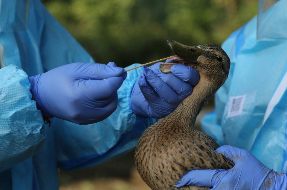 Campuchia có người chết do H5N1, Viện Pasteur TP.HCM chỉ đạo khẩn - Ảnh 1.