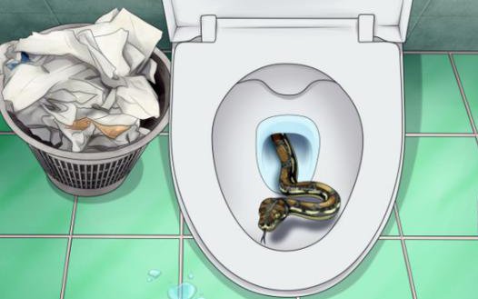 Kinh hoàng rắn, chuột, rết, nhện chui lên từ toilet và xuất hiện trong nhà tắm