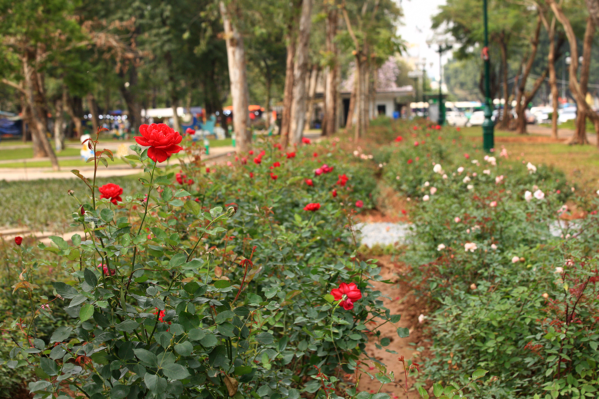 Bất ngờ trước không gian rực rỡ sắc hoa của công viên Thống Nhất - Ảnh 1.