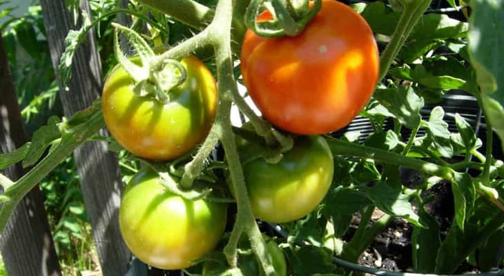 Những sai lầm phổ biến khi trồng cà chua khiến năng suất không được như mong muốn - Ảnh 6.