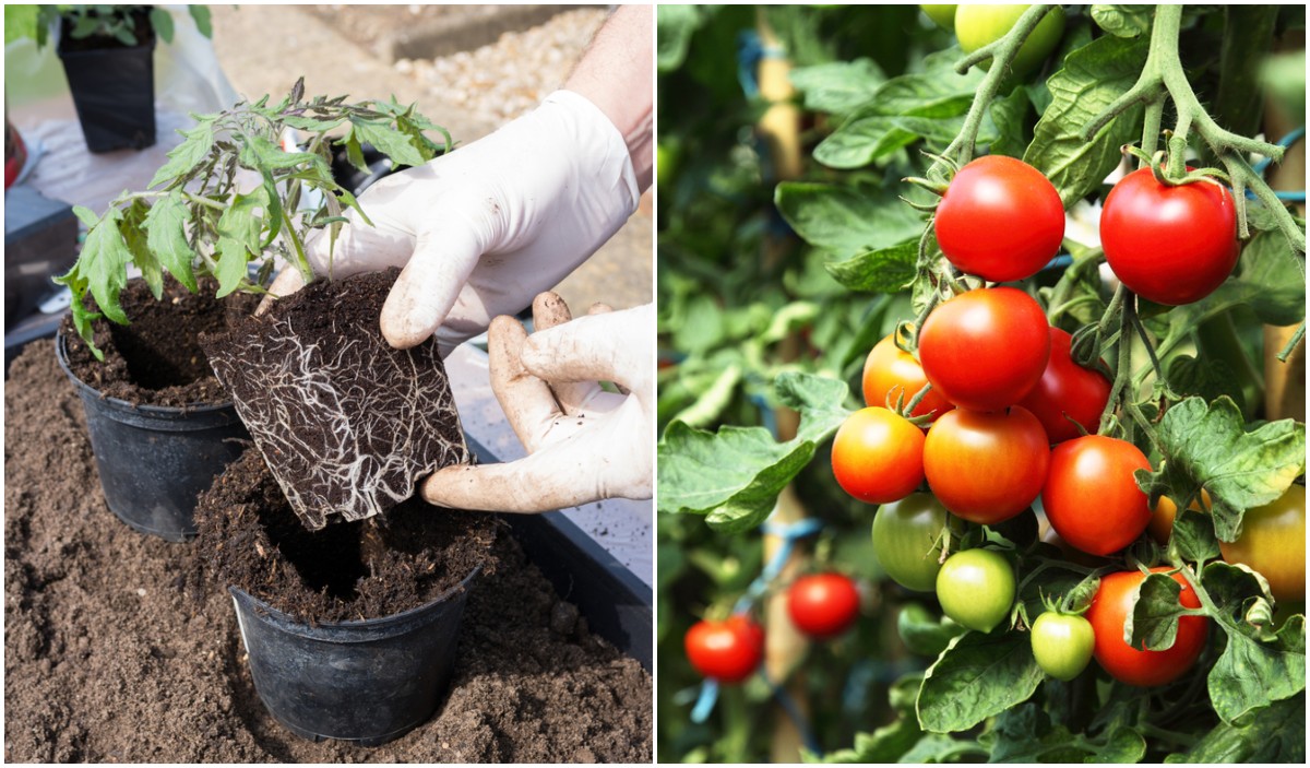 Những sai lầm phổ biến khi trồng cà chua khiến năng suất không được như mong muốn - Ảnh 2.
