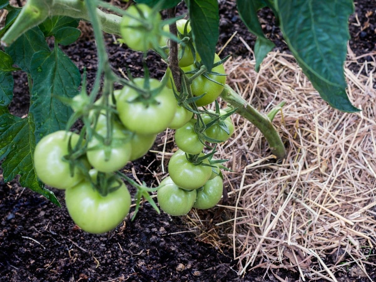 Những sai lầm phổ biến khi trồng cà chua khiến năng suất không được như mong muốn - Ảnh 5.