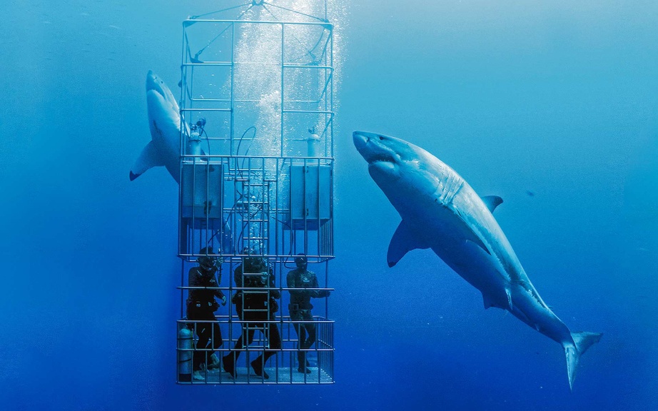 Đất nước cấm ‘du lịch cá mập’