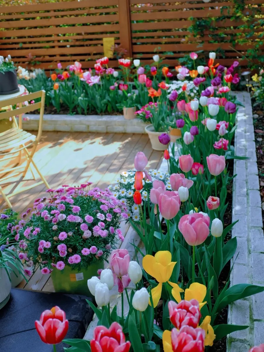 Khoe khu vườn 200 cây hoa tulip, cô gái nhận bão like từ công đồng mạng - Ảnh 4.