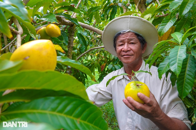 Trồng chơi vú sữa hoàng kim, không ngờ &quot;ăn thiệt&quot;, thu lãi trăm triệu - Ảnh 1.