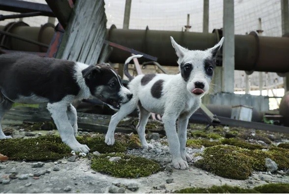 Phát hiện kinh ngạc về những con chó ở vùng thảm họa hạt nhân Chernobyl - Ảnh 1.