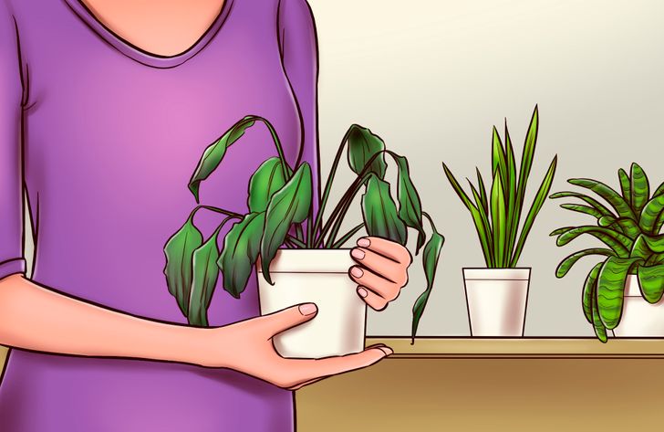 8 dấu hiệu cho thấy cây cảnh bạn trồng đang gặp vấn đề - Ảnh 10.