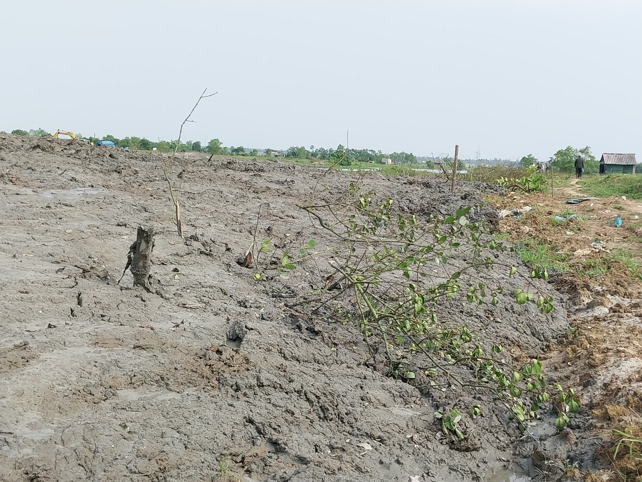 Video: Hiện trường nhiều diện tích rừng ngập mặn ở Thừa Thiên Huế bị san lấp 'do sơ suất' - Ảnh 8.