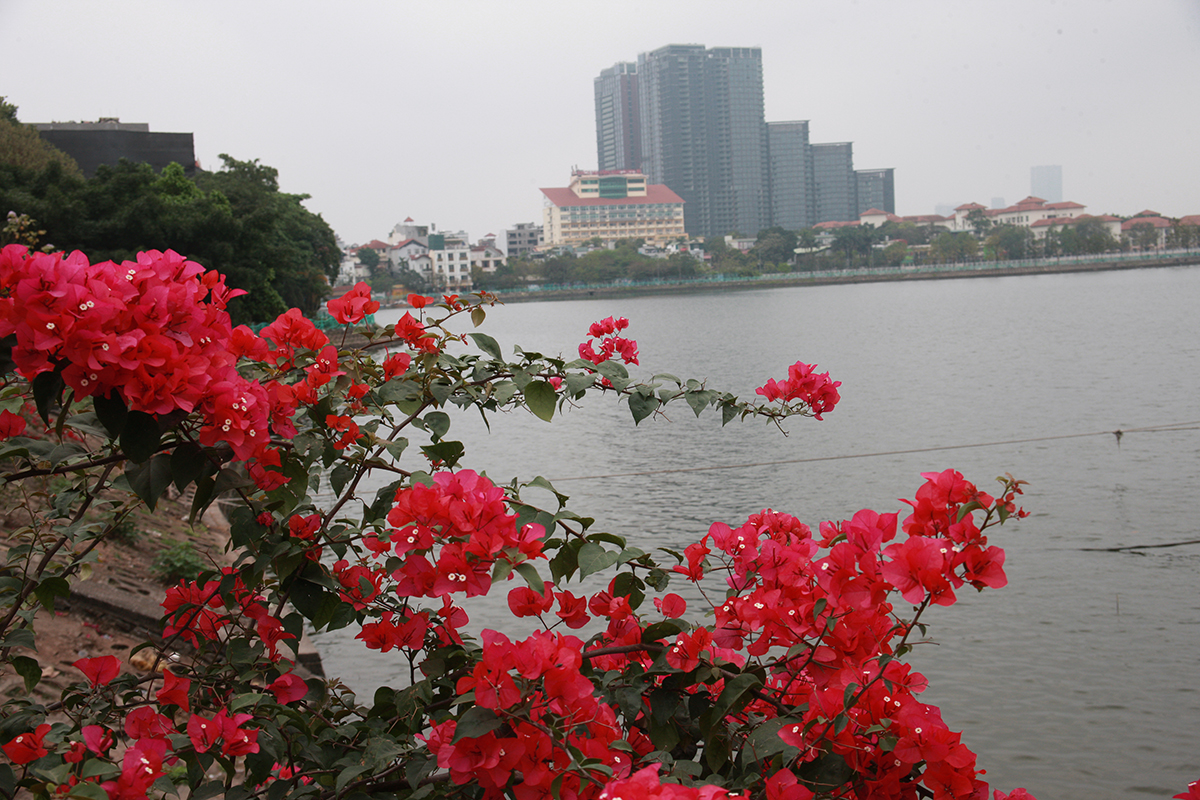 Ngỡ ngàng với giàn hoa giấy đỏ rực cả một góc hồ Tây - Ảnh 4.