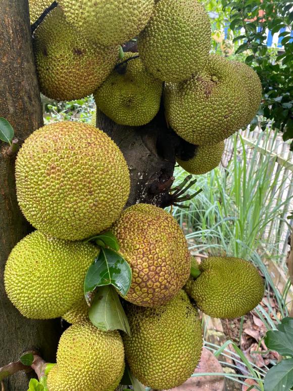 NSND Thanh Hoa đau lòng khi nhìn vườn cây 11 năm trồng trọt tan hoang- Ảnh 27.