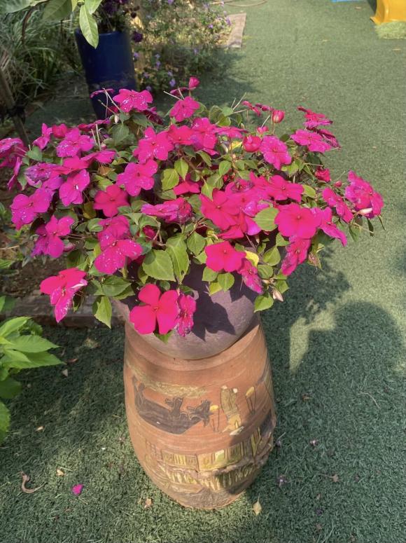 NSND Thanh Hoa đau lòng khi nhìn vườn cây 11 năm trồng trọt tan hoang- Ảnh 28.