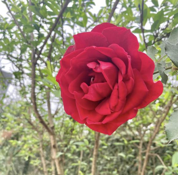 NSND Thanh Hoa đau lòng khi nhìn vườn cây 11 năm trồng trọt tan hoang- Ảnh 29.