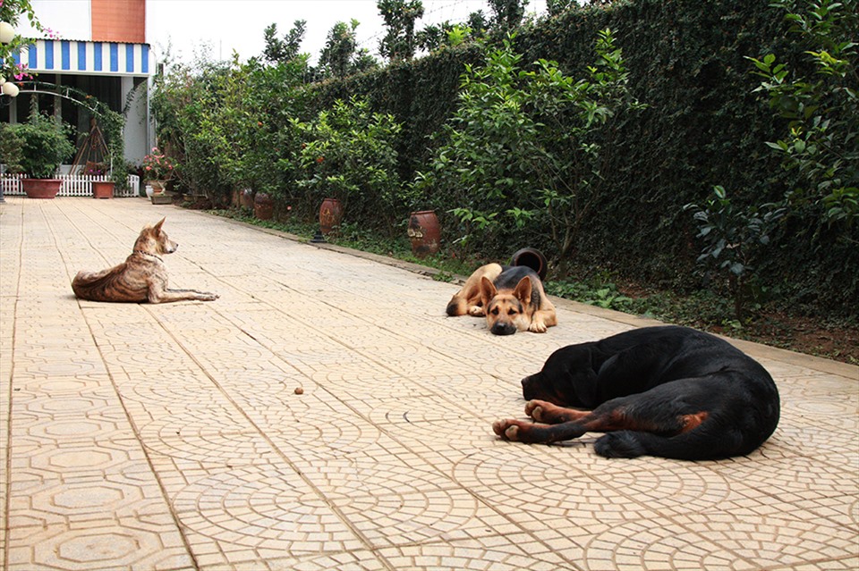 NSND Thanh Hoa đau lòng khi nhìn vườn cây 11 năm trồng trọt tan hoang- Ảnh 22.