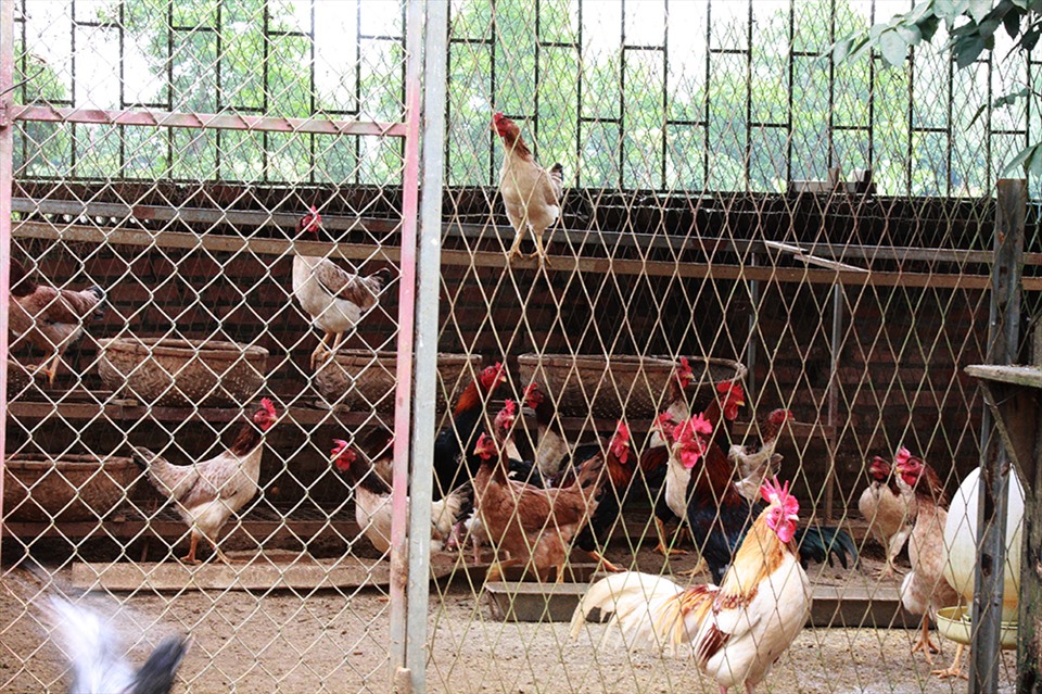 NSND Thanh Hoa đau lòng khi nhìn vườn cây 11 năm trồng trọt tan hoang- Ảnh 23.