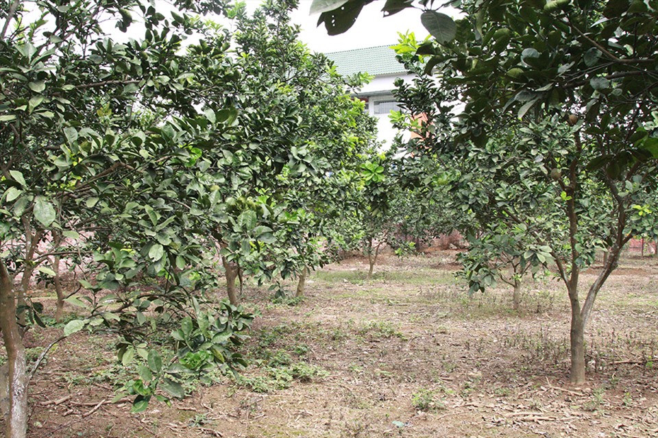 NSND Thanh Hoa đau lòng khi nhìn vườn cây 11 năm trồng trọt tan hoang- Ảnh 20.